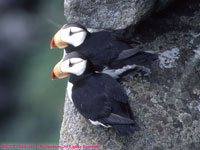 puffin pair on a ledge