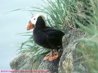 tufted puffin at nest burrow