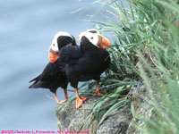 tufted puffins at nest burrow