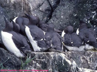 common murres at Observation Point