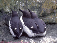 common murres at Observation Point