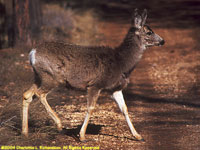 mule deer