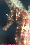 seahorse head
