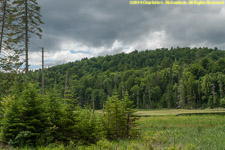 wet meadow