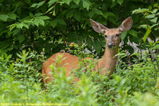 white tail deer