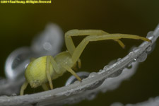 crab spider