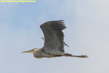 grat blue heron