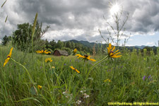 flowers and ikd barn