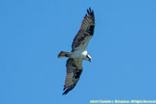 osprey