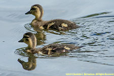 ducklings