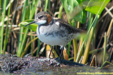 phalarope