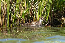 phalarope