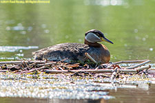 grebe