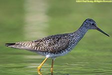 yellowlegs