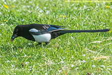 magpie