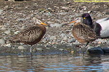 sandpipers