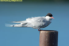 tern