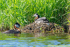 grebes