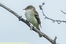 alder flycatcher