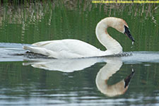 swan