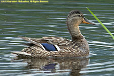 duck