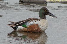 duck
