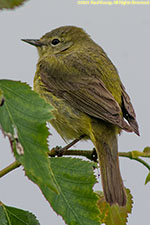 orange-crowned warbler