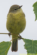 orange-crowned warbler