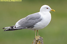 gull