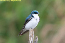 tree swallow