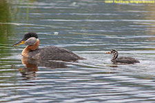 grebes