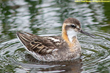 phalarope