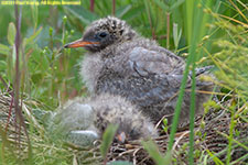 tern chicks