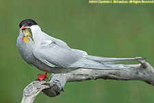 tern