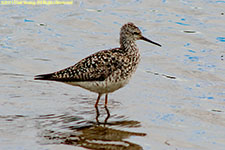 sandpiper