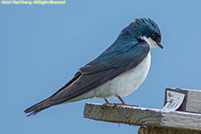 tree swallow