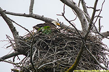 bald eagle