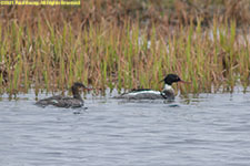 ducks