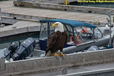 bald eagle