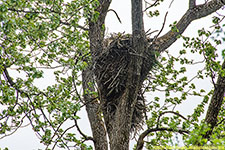 bald eagle nest