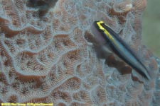 cleaning goby, Elacatinus genie