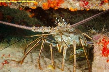 spiny lobster