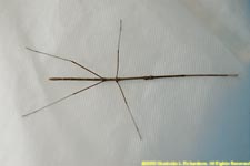 stick insect