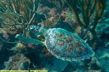 hawksbill turtle, Eretmchelys imbriocota