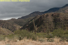 cactuses and mountains