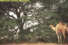 Tree of Life with camels