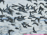 sandpiper flock