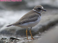 semi-palmated sandpiper