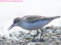 solitary sandpiper