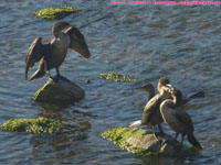 cormorants